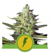 North Thunderfuck Auto WYPRZEDAŻ