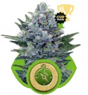 Northern Light Automatic WYPRZEDAŻ