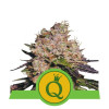 Purple Queen Auto WYPRZEDAŻ