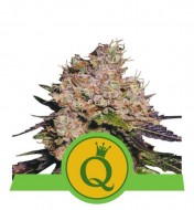 Purple Queen Auto WYPRZEDAŻ
