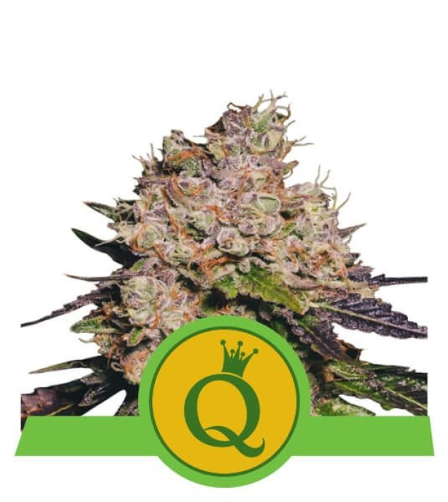 Purple Queen Auto WYPRZEDAŻ