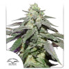 Auto Skywalker Haze WYPRZEDAŻ