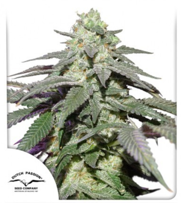 Auto Skywalker Haze WYPRZEDAŻ