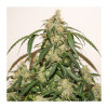 Auto Skywalker Haze WYPRZEDAŻ