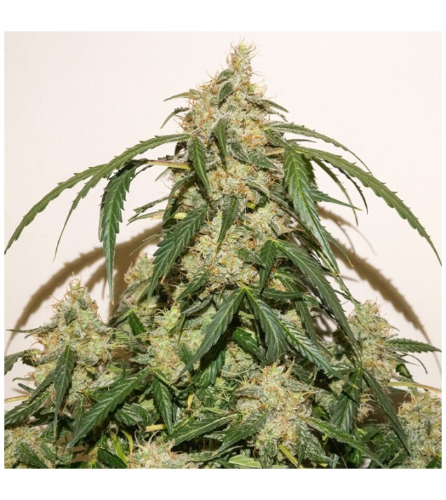 Auto Skywalker Haze WYPRZEDAŻ
