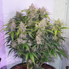 Auto Skywalker Haze WYPRZEDAŻ