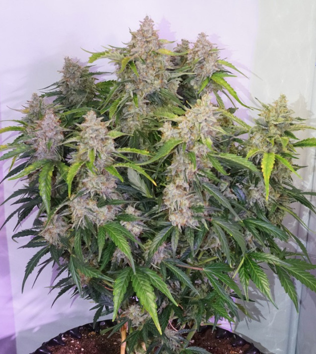 Auto Skywalker Haze WYPRZEDAŻ