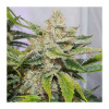 Auto Skywalker Haze WYPRZEDAŻ