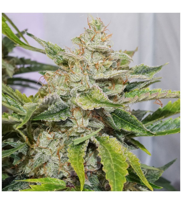 Auto Skywalker Haze WYPRZEDAŻ
