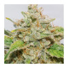 Auto Skywalker Haze WYPRZEDAŻ