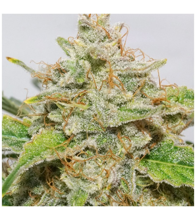 Auto Skywalker Haze WYPRZEDAŻ