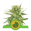 Royal Cookies Autoflowering WYPRZEDAŻ