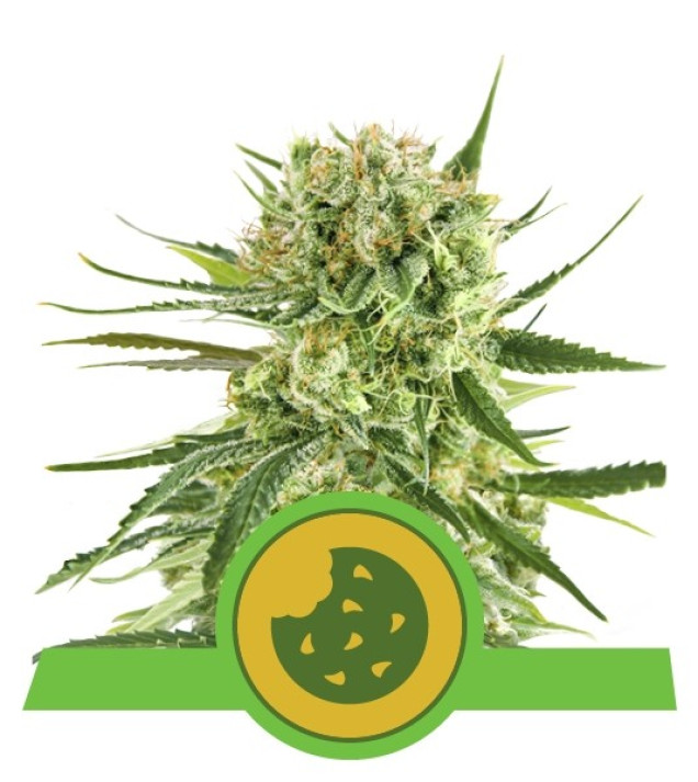 Royal Cookies Autoflowering WYPRZEDAŻ