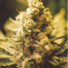 Lemon Kush WYPRZEDAŻ