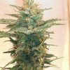 Lemon Kush WYPRZEDAŻ