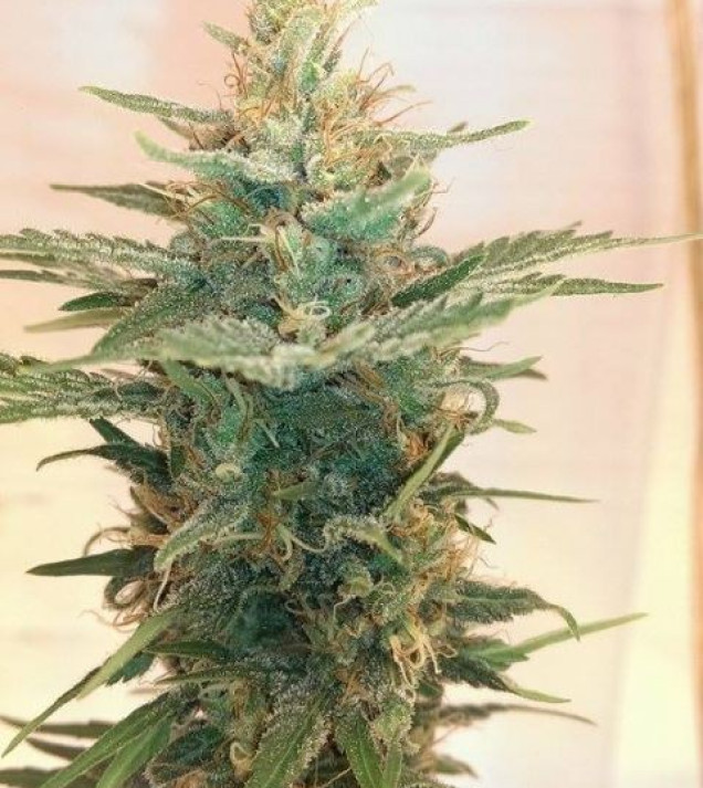 Lemon Kush WYPRZEDAŻ