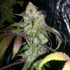 Lemon Kush WYPRZEDAŻ