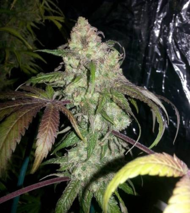 Lemon Kush WYPRZEDAŻ