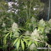 Lemon Kush WYPRZEDAŻ