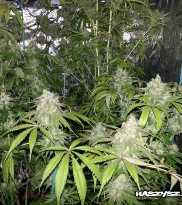 Lemon Kush WYPRZEDAŻ