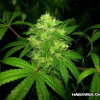 Lemon Kush WYPRZEDAŻ