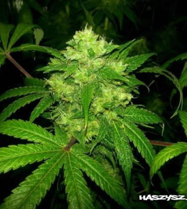 Lemon Kush WYPRZEDAŻ