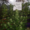 Lemon Kush WYPRZEDAŻ
