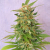 Ginger Punch Auto WYPRZEDAŻ