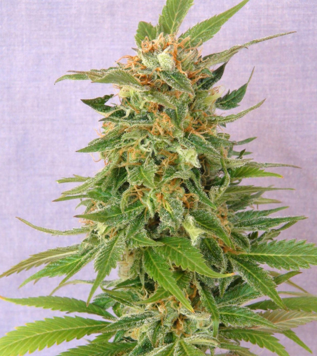 Ginger Punch Auto WYPRZEDAŻ