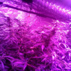 Ginger Punch Auto WYPRZEDAŻ
