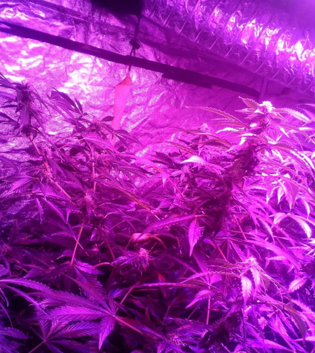 Ginger Punch Auto WYPRZEDAŻ