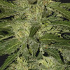 Auto White Widow WYPRZEDAŻ