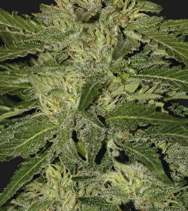 Auto White Widow WYPRZEDAŻ