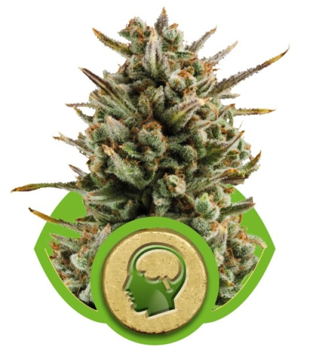 Amnesia Haze Automatic WYPRZEDAŻ