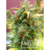 Amnesia Haze Automatic WYPRZEDAŻ