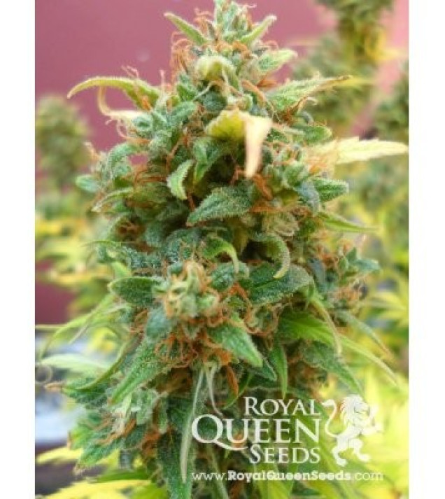 Amnesia Haze Automatic WYPRZEDAŻ