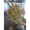 Amnesia Haze Automatic WYPRZEDAŻ