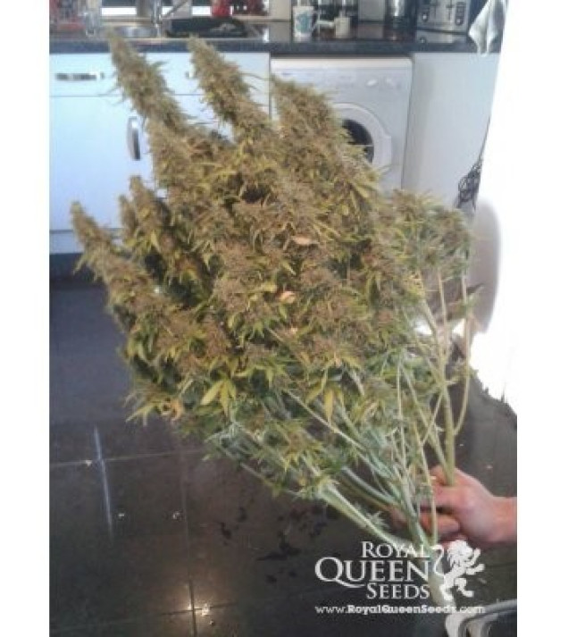 Amnesia Haze Automatic WYPRZEDAŻ
