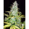 Amnesia Haze Automatic WYPRZEDAŻ