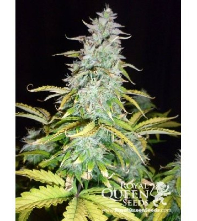Amnesia Haze Automatic WYPRZEDAŻ