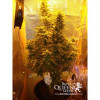 Amnesia Haze Automatic WYPRZEDAŻ