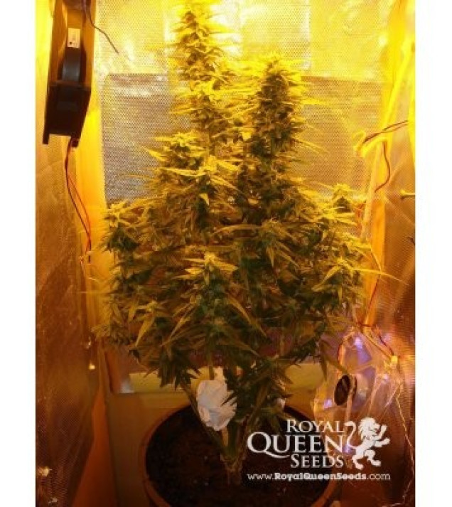 Amnesia Haze Automatic WYPRZEDAŻ