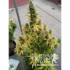 Amnesia Haze Automatic WYPRZEDAŻ
