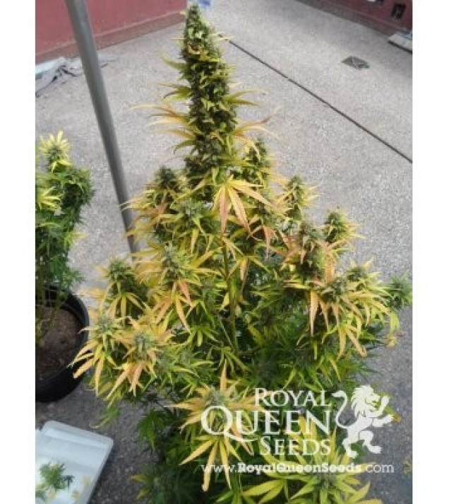 Amnesia Haze Automatic WYPRZEDAŻ