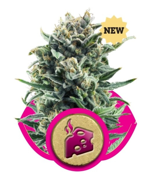 Blue Cheese WYPRZEDAŻ