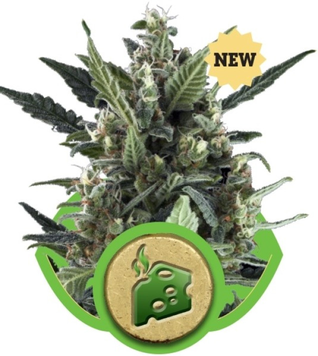 Blue Cheese Automatic WYPRZEDAŻ