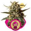 BubbleGum XL WYPRZEDAŻ