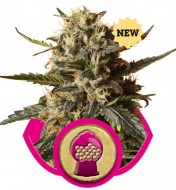 BubbleGum XL WYPRZEDAŻ