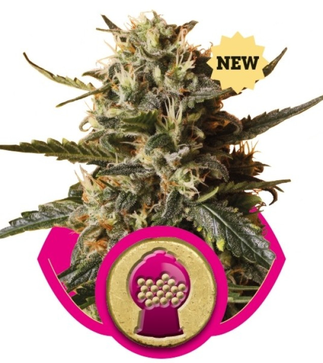 BubbleGum XL WYPRZEDAŻ