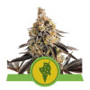 Cookies Gelato Auto WYPRZEDAŻ